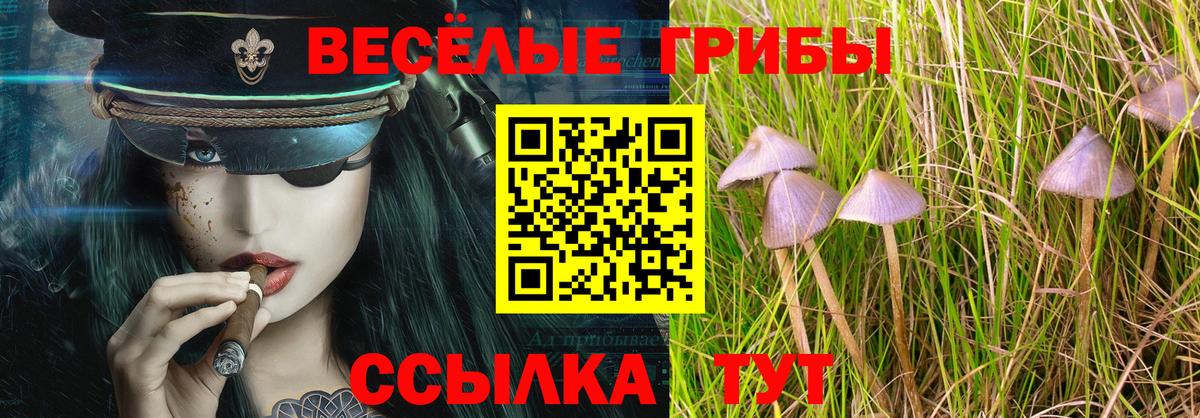 Галлюциногенные грибы Psilocybine cubensis Горно-Алтайск